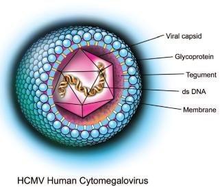 Human Cytomegalovirus (HCMV).