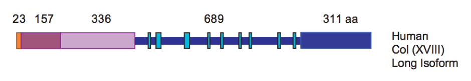 Linear structure of the collagen alpha-1(XVIII) chain.