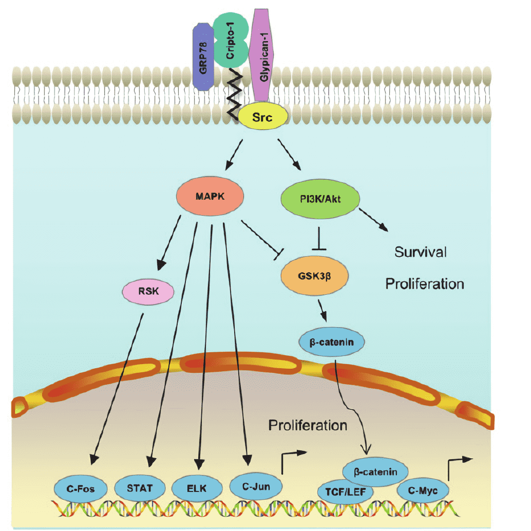 Intracellular signaling pathways activated by Cripto-1 during oncogenic transformation.