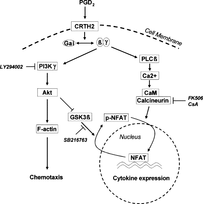 Scheme summarizing the proposed signal pathways used by PGD2/CRTH2 to activate human Th2 cells.