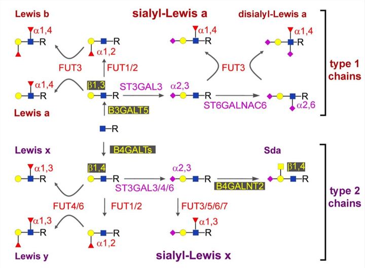 A summary of structure and biosynthesis of Lewis antigens.
