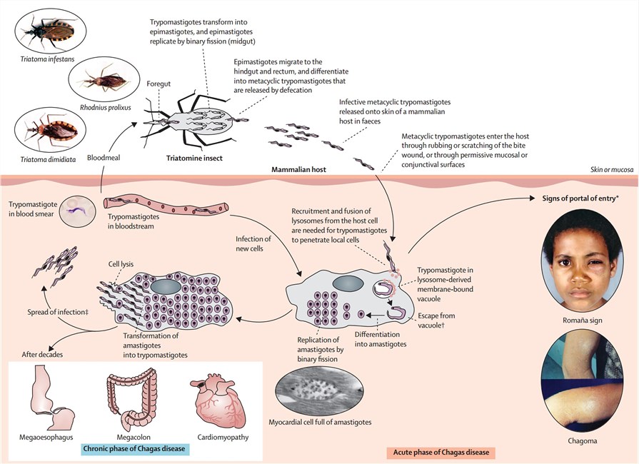 Vector-borne transmission and life cycle of T. cruzi. 