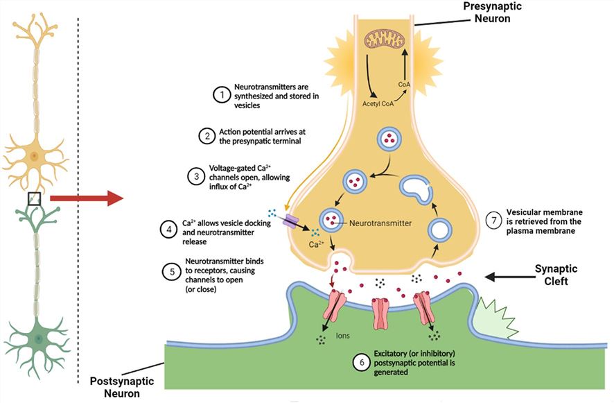 Synaptic pathways and role of Acetylcholine and Cholinesterase in a normal nerve cell.
