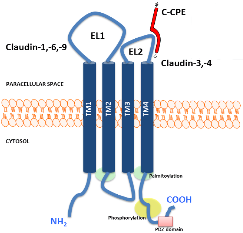 Fig.1 The claudin protein structure and its functional domains. (English and Alessandro, 2013)