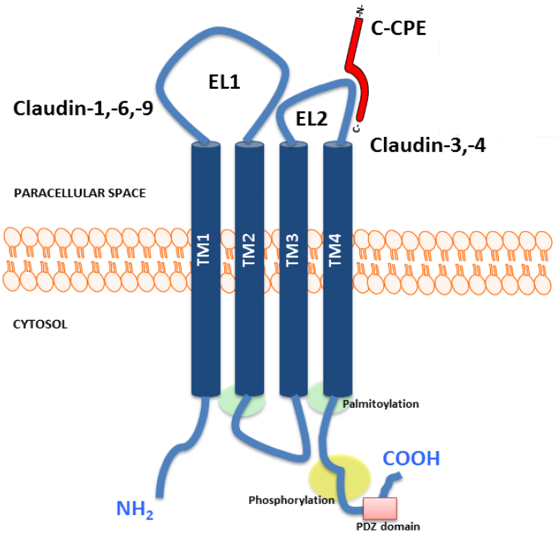 Representative structure of the claudin protein and the functional domains. 