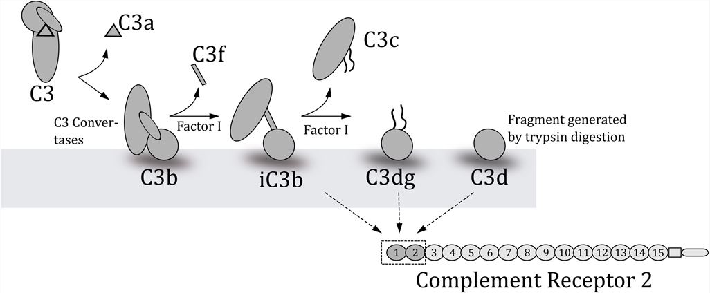 Schematic overview of the degradation of C3 to yield the various fragments of C3.
