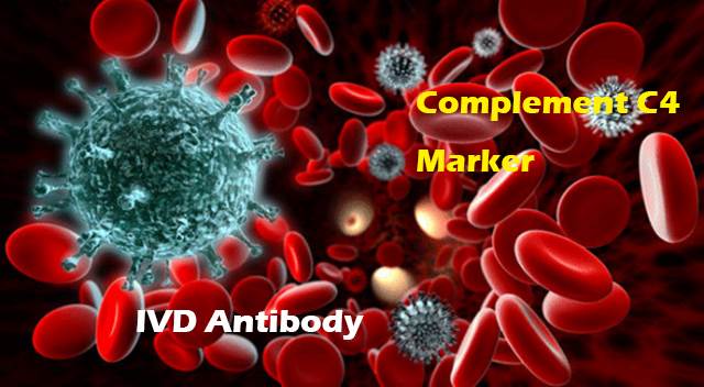 IVD Antibody Development Services for Complement C4 Marker