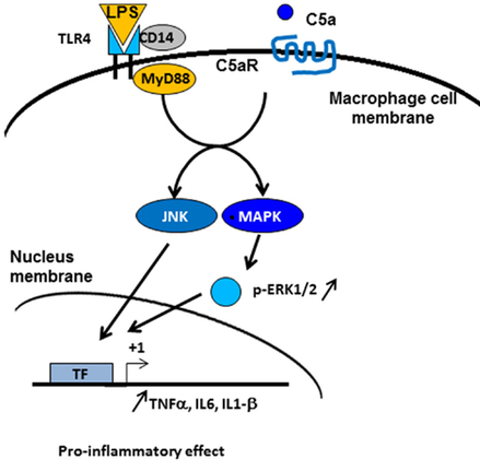 C5a/C5aR signaling pathway.