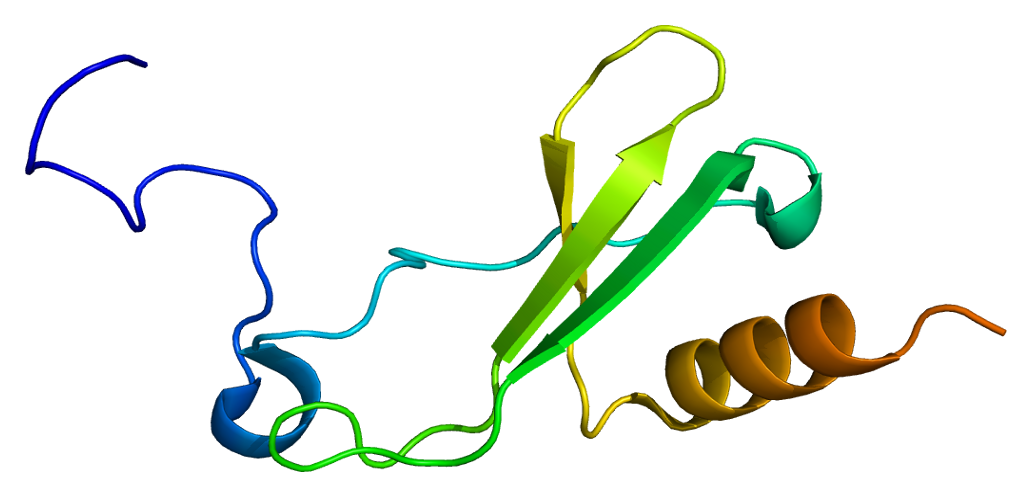 Fig.1 CTAPIII protein. (From Wiki: By Emw - Own work, https://commons.wikimedia.org/wiki/File:Protein_PPBP_PDB_1f9p.png)