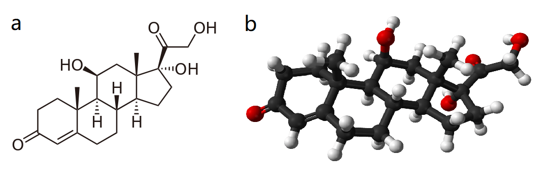 Fig.1 Structure of cortisol. (From Wiki: By NEUROtiker & Ben Mills - Own work, https://commons.wikimedia.org/wiki/File:Cortisol3.svg, https://commons.wikimedia.org/wiki/File:Cortisol-3D-balls.png)