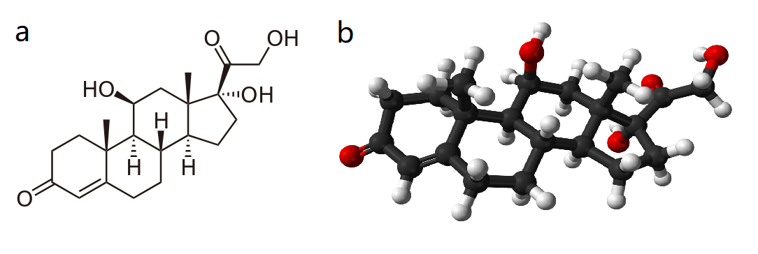 (a) Chemical structure of cortisol. (b) Ball-and-stick model of the cortisol (hydrocortisone) molecule.