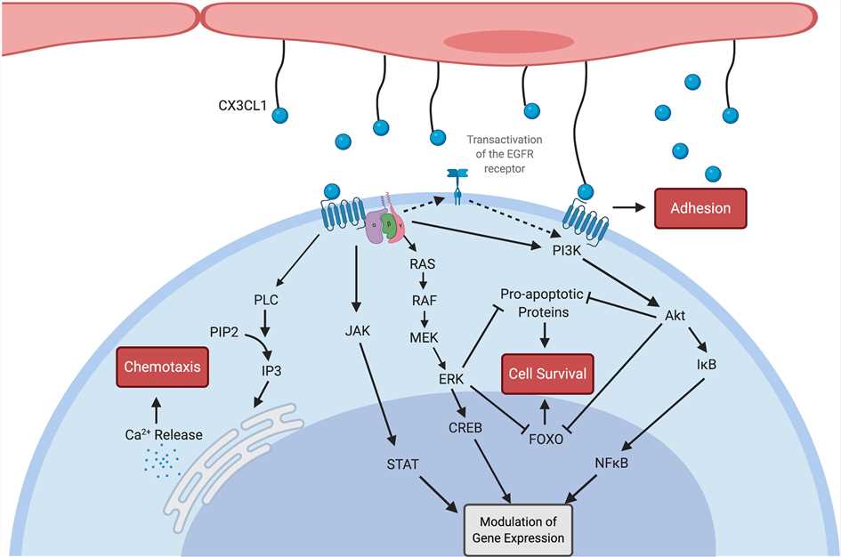 Fig.1 CX3CL1/CX3CR1 pathway. (Cormican & Griffin, 2021)