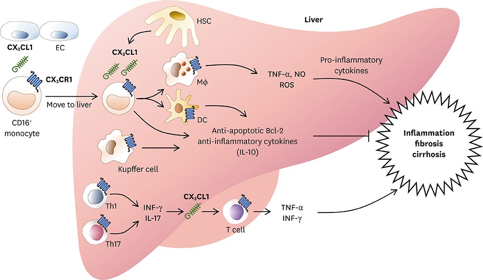 CX3CL1/CX3CR1 signaling in liver inflammation
