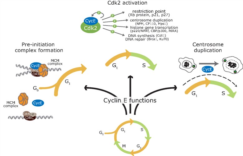 Cyclin E has multiple functions in cell cycle progression, both Cdk-dependent and Cdk-independent.