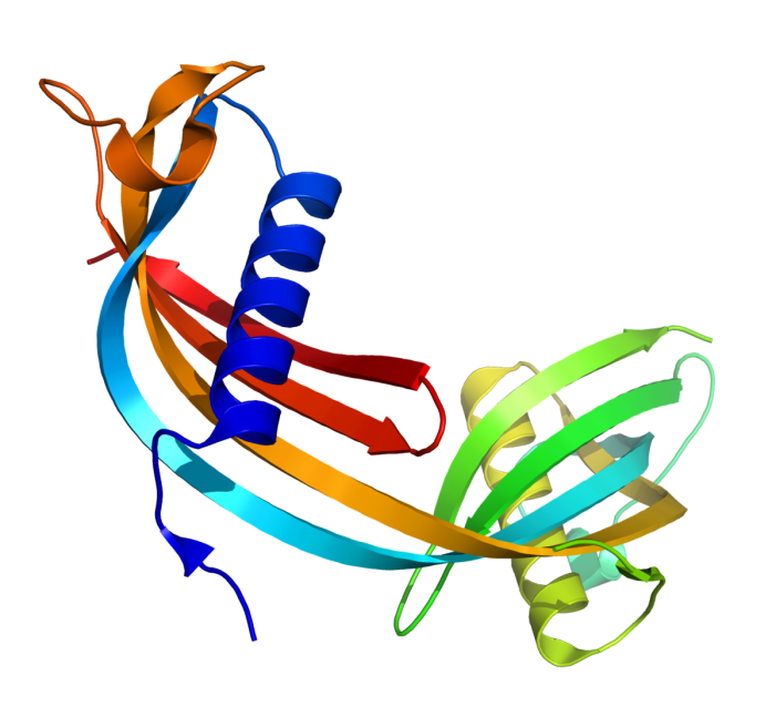 Fig.1 Cystatin C. (From Wiki: By Fvasconcellos (talk · contribs) - Janowski, R., Abrahamson, M., Grubb, A., Jaskolski, M. (2004) 
