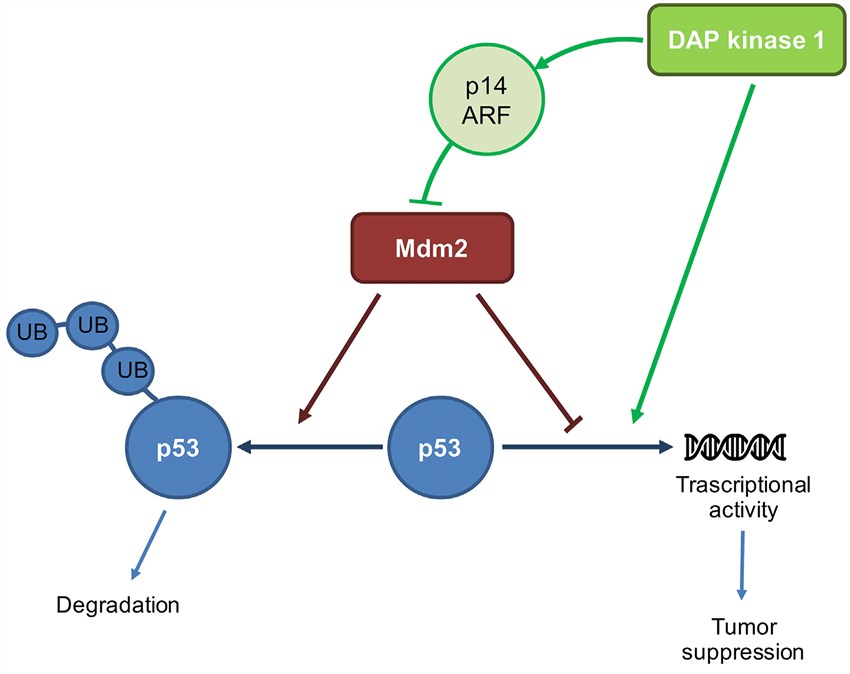 The p53 transcription factor activates target genes promoting cell-cycle arrest or apoptosis.