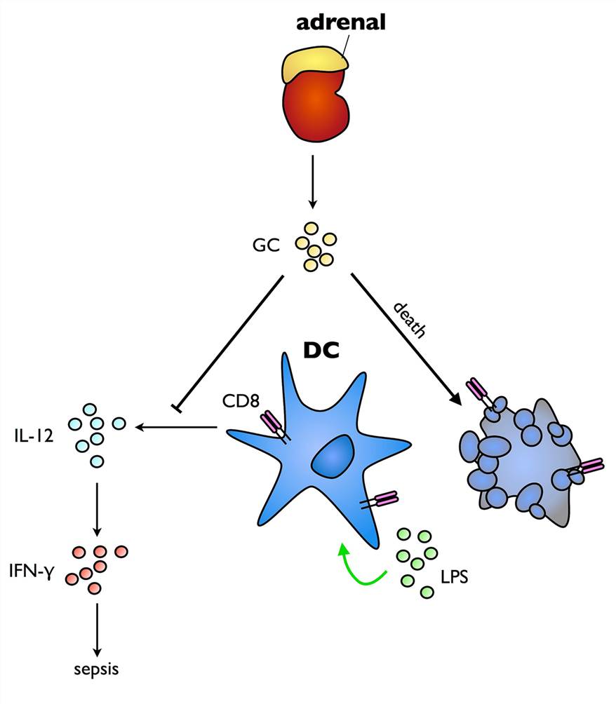 GCs act on dendritic cells to ameliorate endotoxin-induced sepsis.