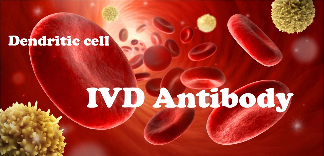 IVD Antibody Development Services for DC Marker