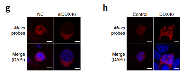 DDX46 increases the retention of antiviral mRNA in the nucleus and decreases the expression of the protein encoded.