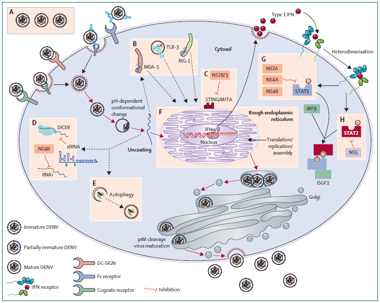 Dengue virus lifecycle and subversion of the cellular antiviral response.
