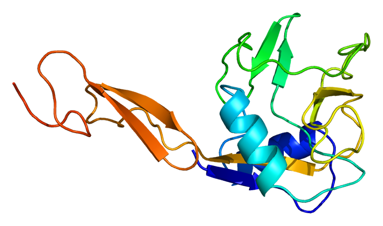 3D structure of the SELE protein. (From Wikipedia: By Emw - Own work, https://commons.wikimedia.org/wiki/File:Protein_SELE_PDB_1esl.png)