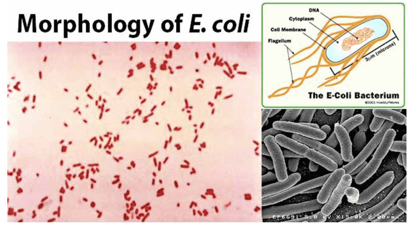 The morphology of E. coli.