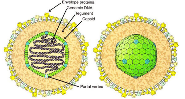 Epstein–Barr virus structure.