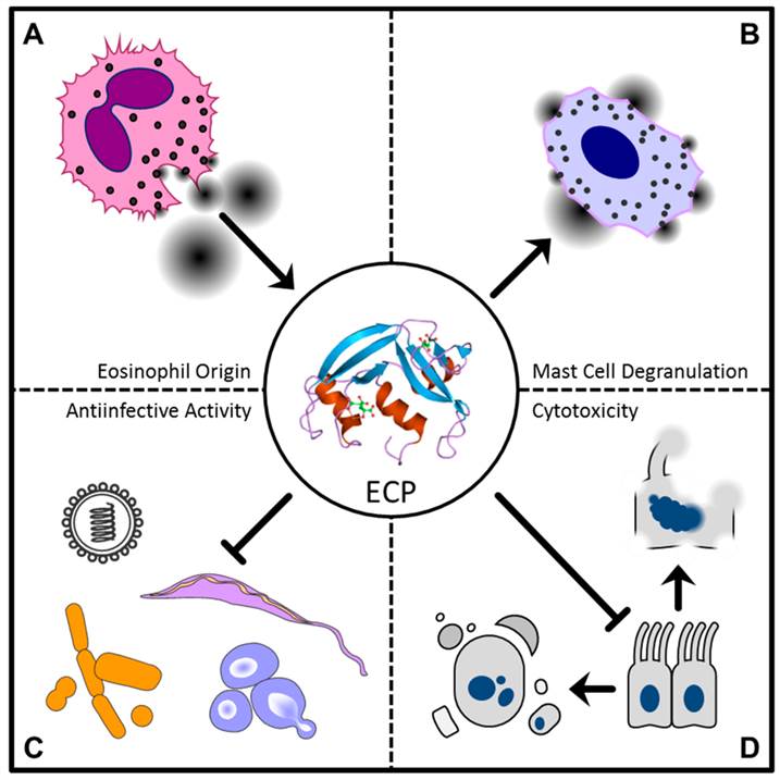Effects of the eosinophil cationic protein (ECP).