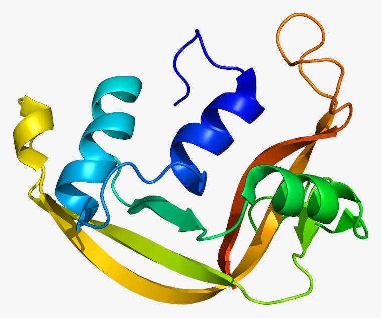 Fig.1 RNASE2 protein. (From Wiki: By Emw - Own work, https://commons.wikimedia.org/wiki/File:Protein_RNASE2_PDB_1gqv.png)
