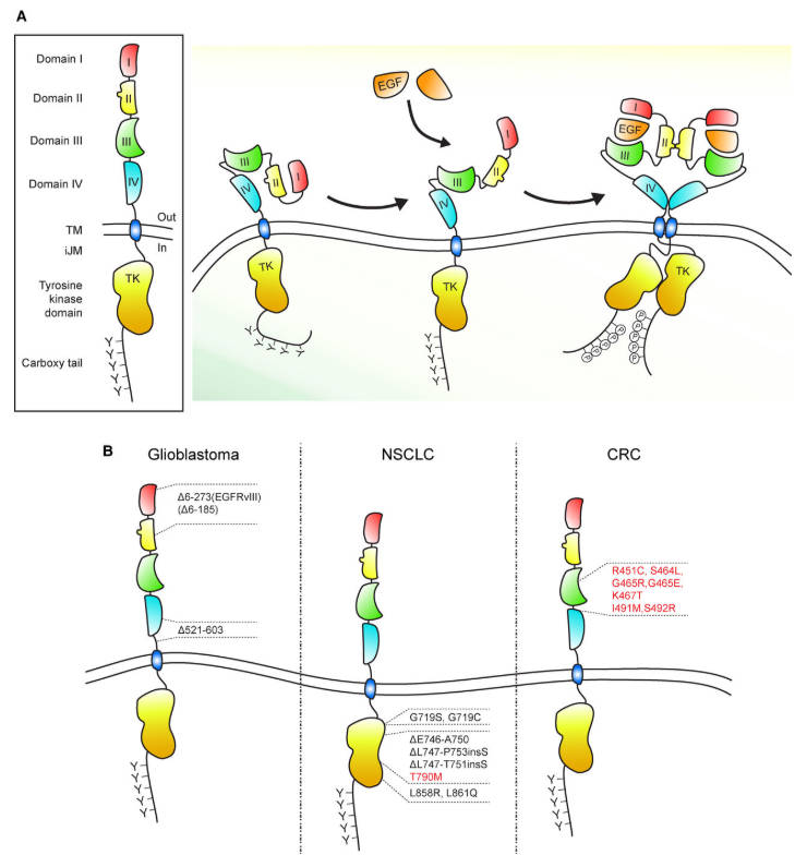 Scheme of EGFR and its mutations in glioblastoma and in lung and colorectal cancer.