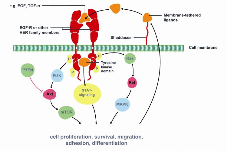 Key signaling pathways of Epidermal Growth Factor Receptor (EGFR).
