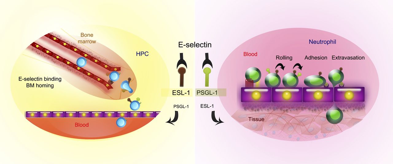 Distinct use of E-selectin ligands between mature and immature leukocytes.