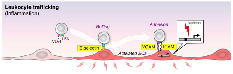 Endothelial cell response in sepsis.