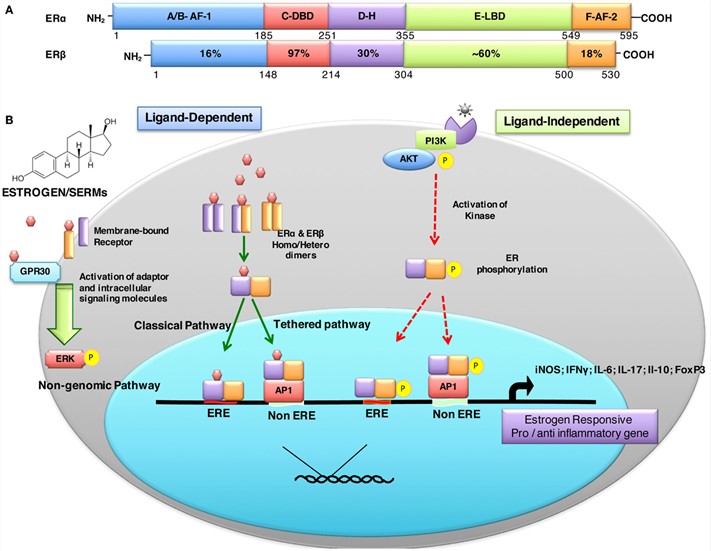Structural description and percent sequence homology of human ERα and ERβ (A). And the schematic representation of estrogen receptor ligand-dependent and ligand-independent signaling (B).