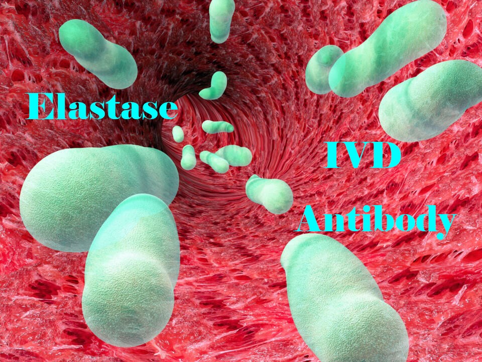 IVD Antibody Development Services for Elastase Marker