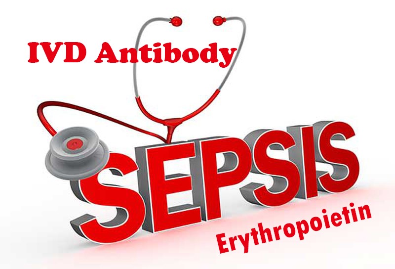 IVD Antibody Development Services for Erythropoietin Marker