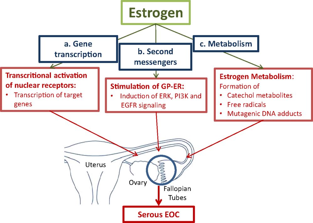 IVD Antibody Development Services for Estrogen Marker