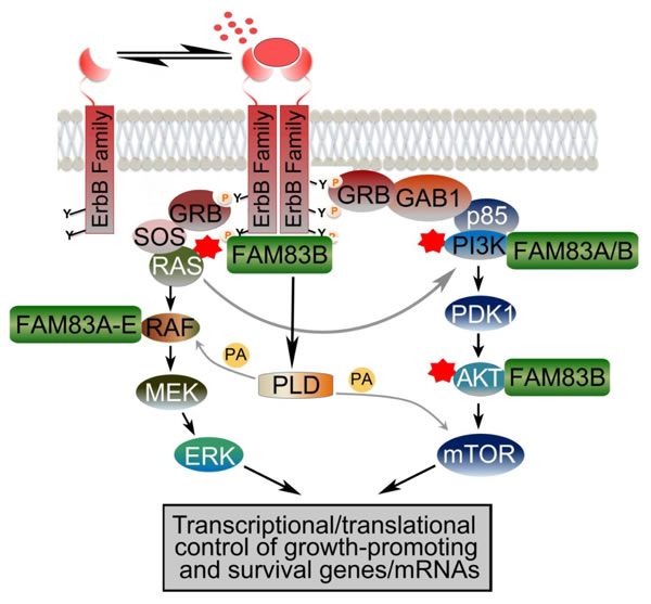 A model of key signaling pathways of FAM83 proteins promoting the ErbB family.