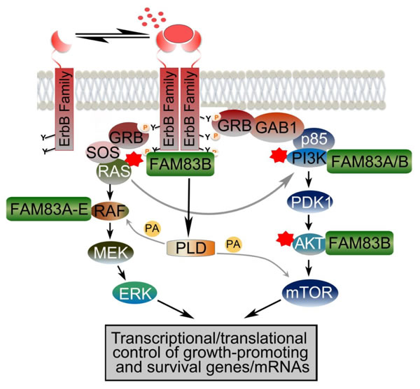 Key signaling pathways of FAM83 family of proteins promoting ErbB receptor signaling.