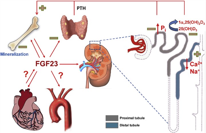 FGF23 is a leading cause of various diseases.