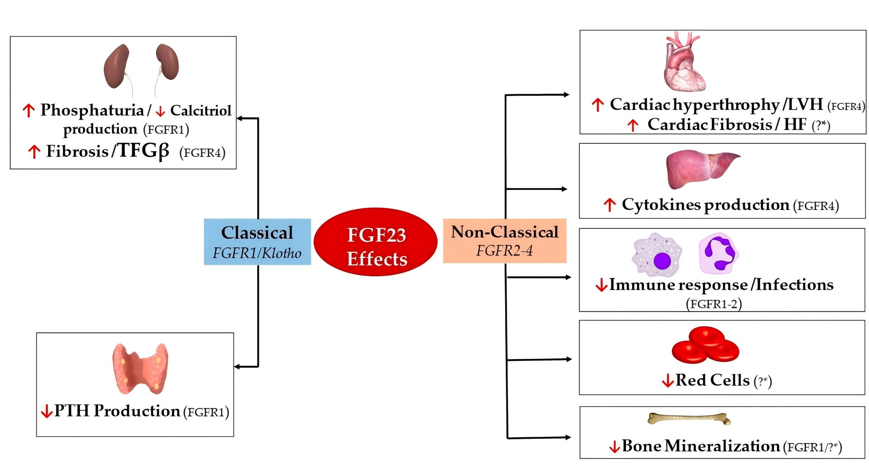Fig.2 Clinical impacts of FGF23 on organs. (Rodelo-Haad, et al., 2019)