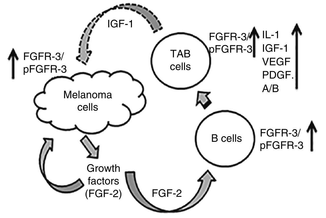 A model of FGFR-3 in cross-talk between melanoma and B cells.