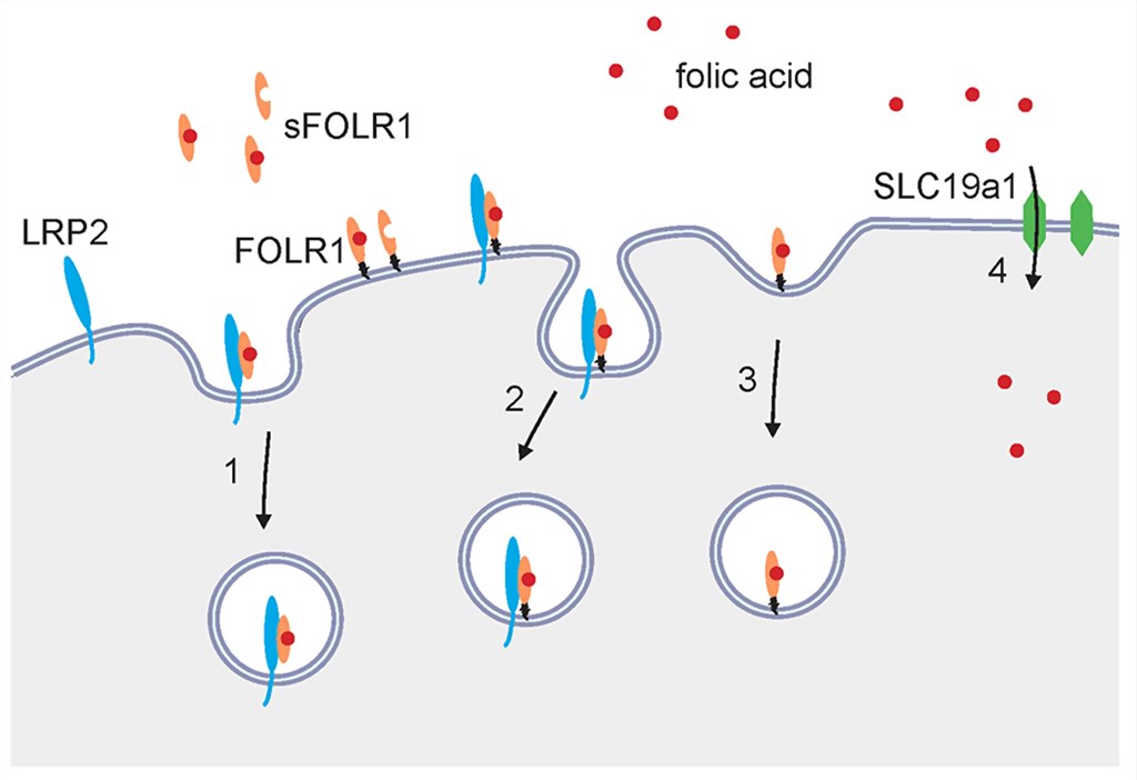 Model depicting the possible routes of folic acid uptake into neuroepithelial cells.