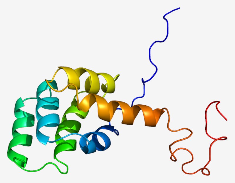 Fig.1 FAS protein structure. (https://commons.wikimedia.org/wiki/File:Protein_FAS_PDB_1ddf.png)
