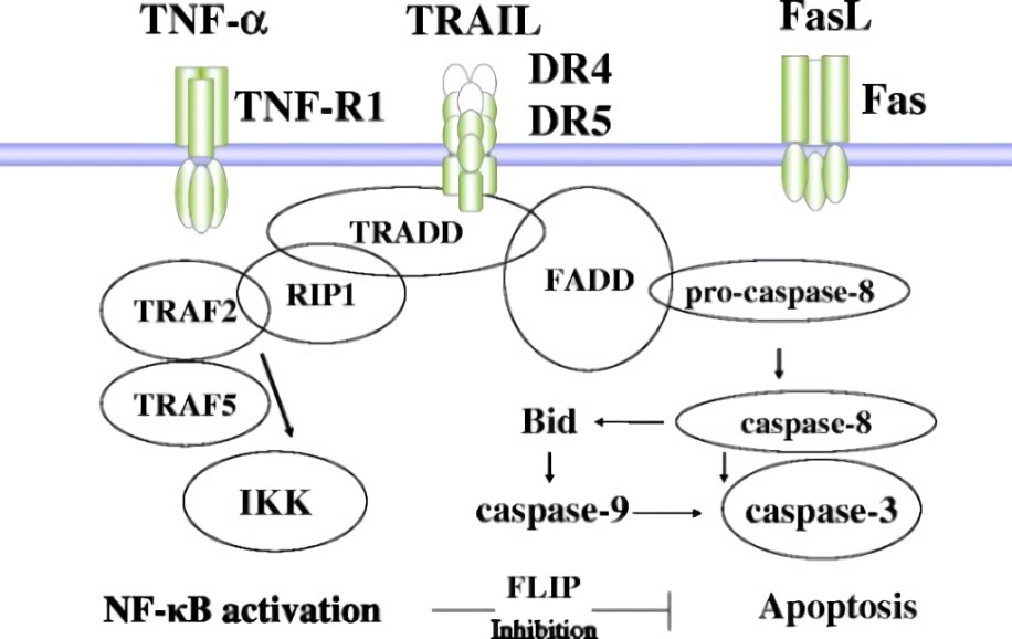 The death receptor signaling in sepsis-induced vasculitis.