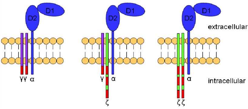 Structure of Fc-γ RIII. 