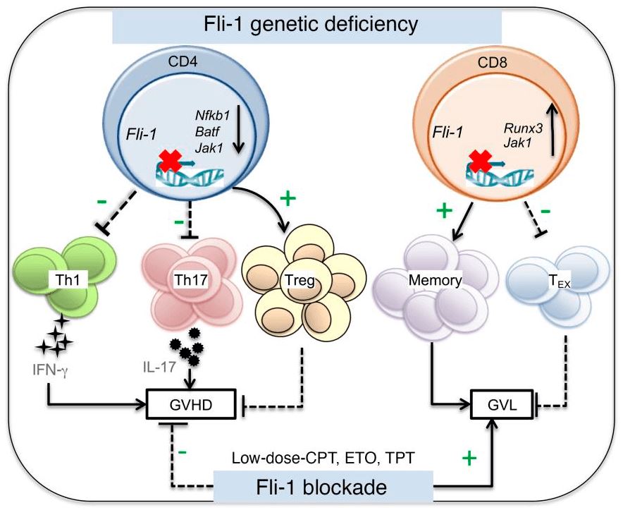 A model demonstrating Fli-1 regulating T cell immunity and tolerance in graft-versus-host disease.