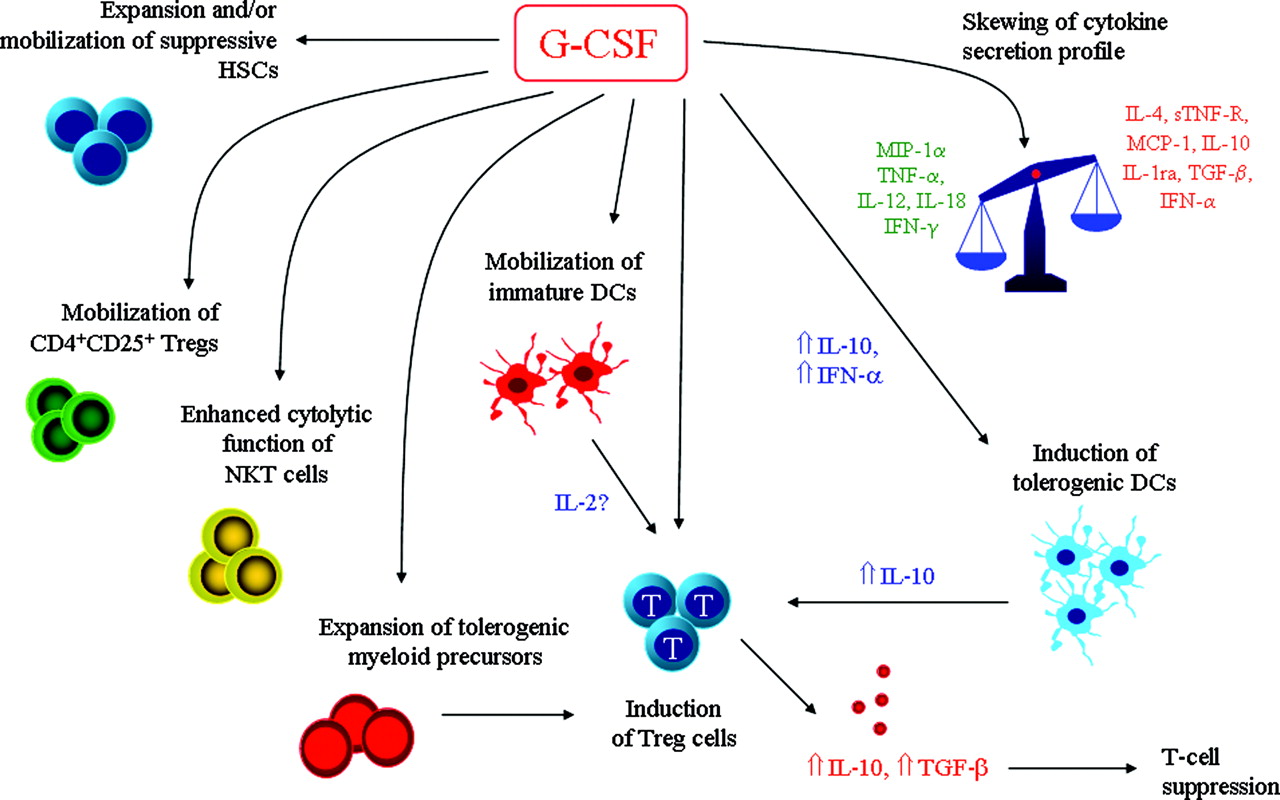 Effects of G-CSF on immune functions.