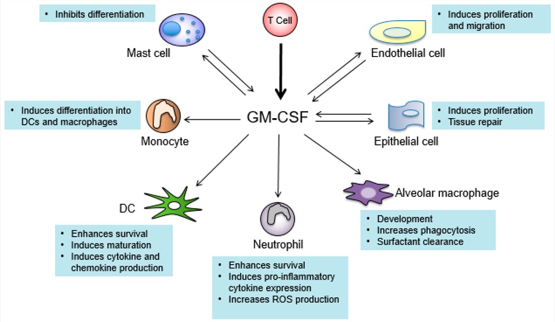 Cell types that produce and respond to GM-CSF.