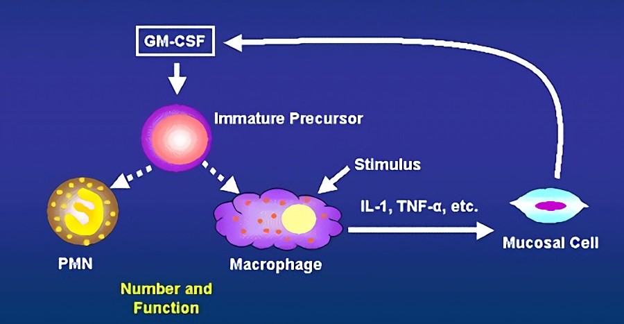 GM-CSF is a central regulator of innate immunity.